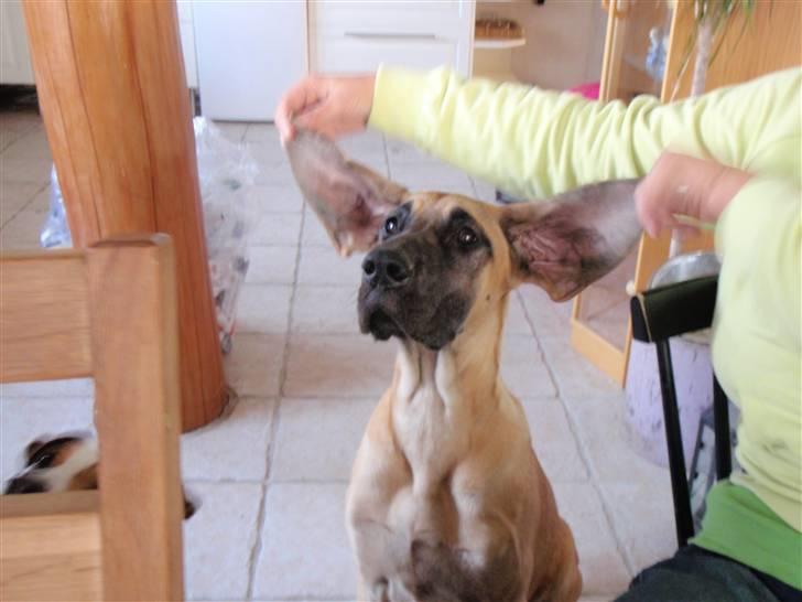 Grand danois Vicki billede 8