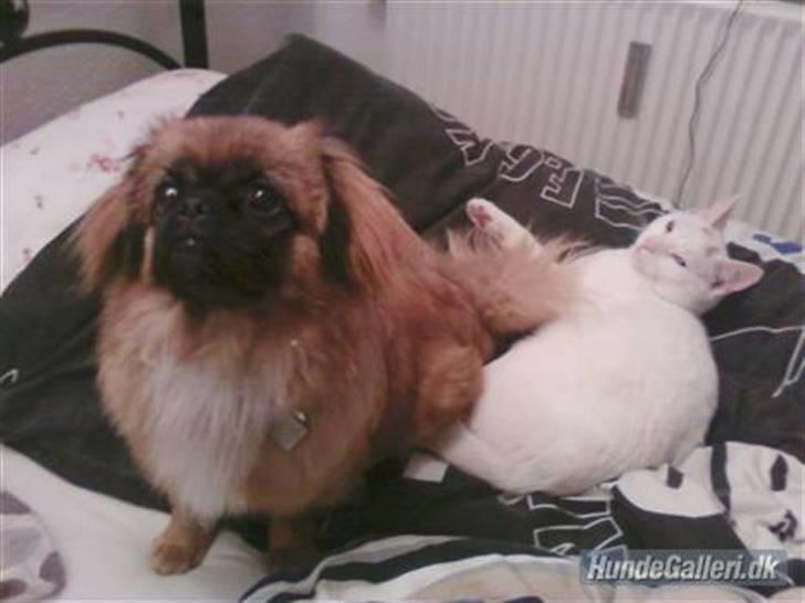 Pekingeser Maja Ling - Hun er så sød billede 1