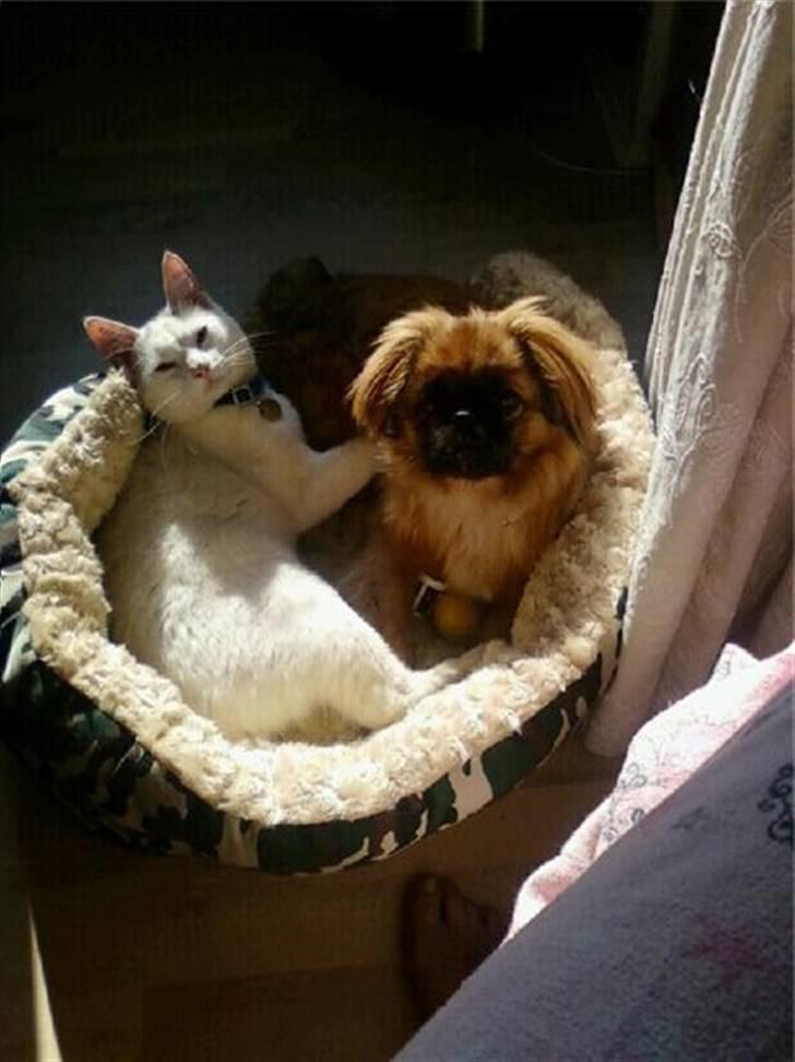 Pekingeser Maja Ling - Her putter hun med katten, de er også gode venner og putter sammen billede 2