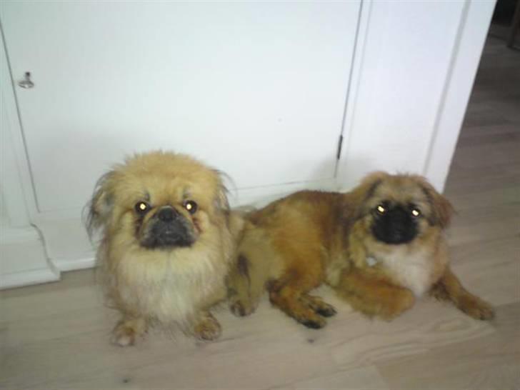 Pekingeser Maja Ling - Her ligger hun og putter med Twister billede 4