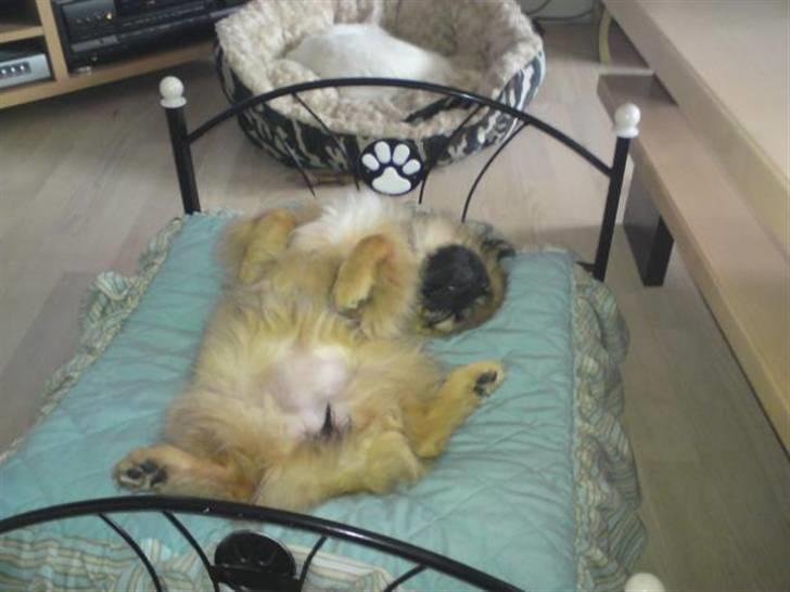 Pekingeser Maja Ling - Her ligger hun og sover i sin seng billede 5