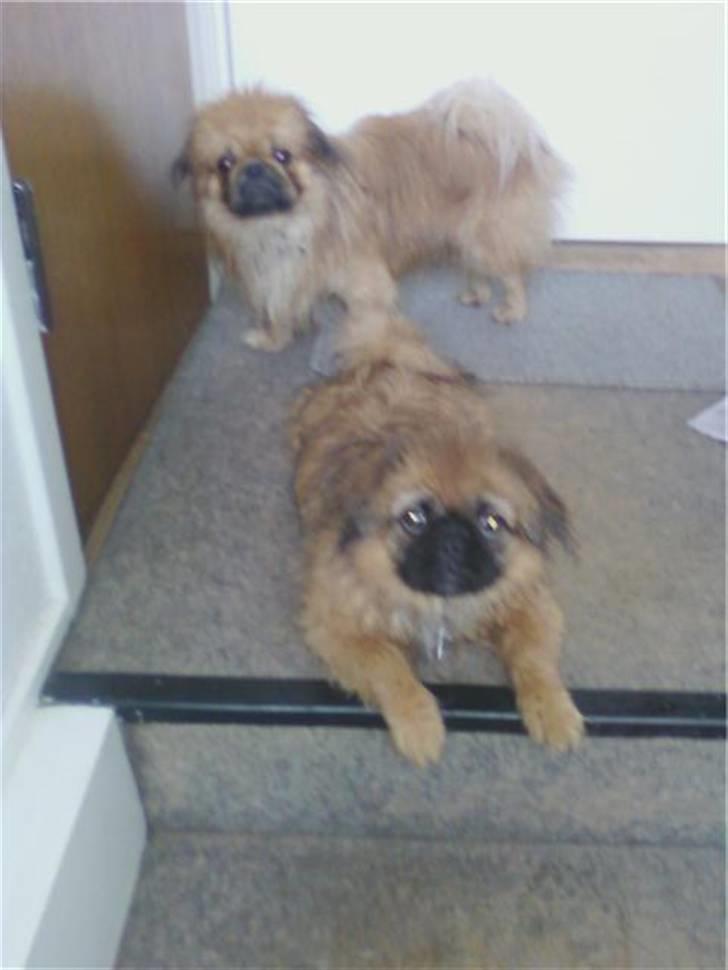 Pekingeser Maja Ling - uha det var  koldt at være ude i regnen billede 6