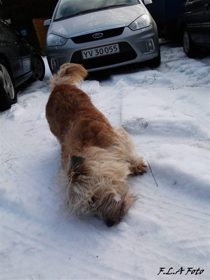 Irish Glen of Imaal Terrier Mille<3 - Åh ja SNE elsker Sne. Foto: Mig billede 17