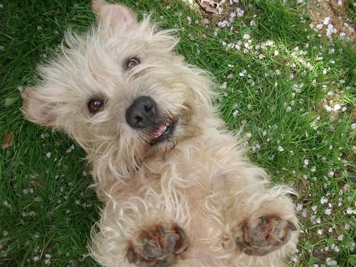Irish Glen of Imaal Terrier Mille<3 - Wunderfull eyes. And I hope she has a good live.! <3 Foto: Mig billede 18