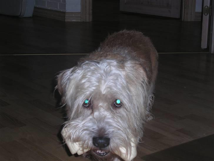 Irish Glen of Imaal Terrier Mille<3 - Den frække;-) Foto: Mig billede 19