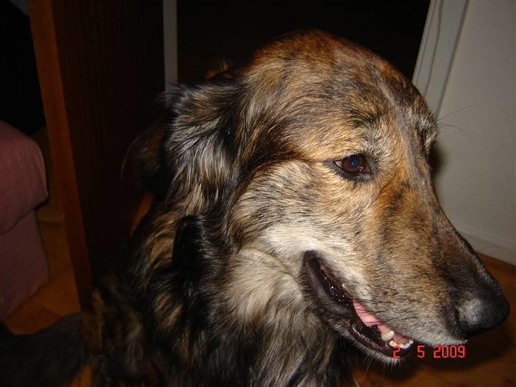 Blanding af racer Buster billede 1