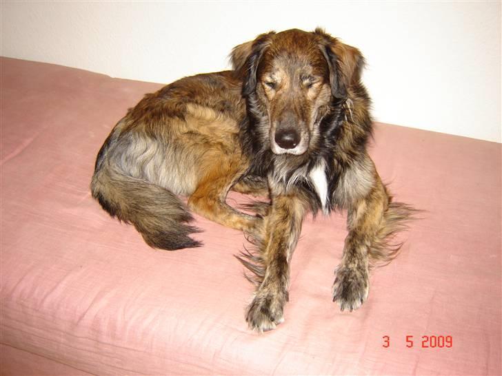 Blanding af racer Buster billede 2