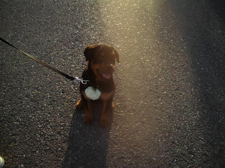 Rottweiler Armani - så sød billede 3