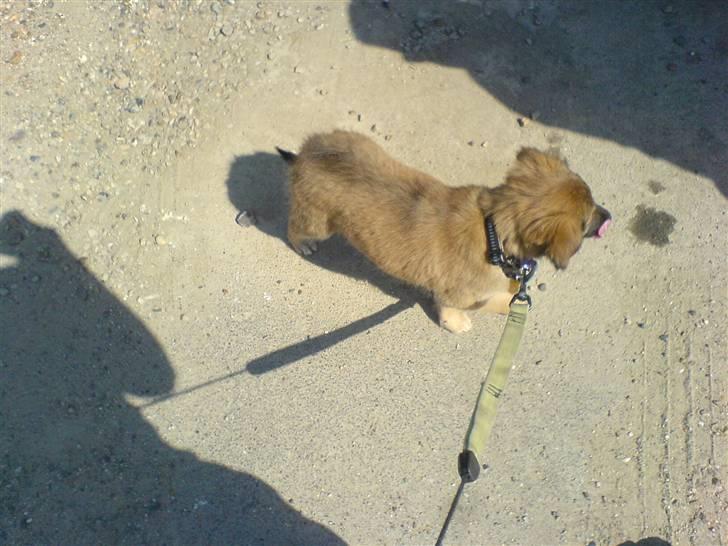 Blanding af racer dakota - en tisse tur på vej hjem billede 1