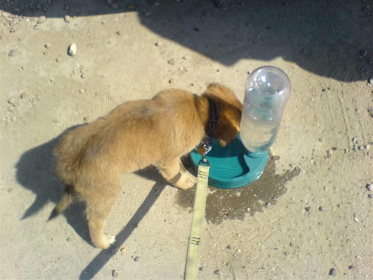 Blanding af racer dakota - det er hårt at køre det bliver man da tørstig af billede 2