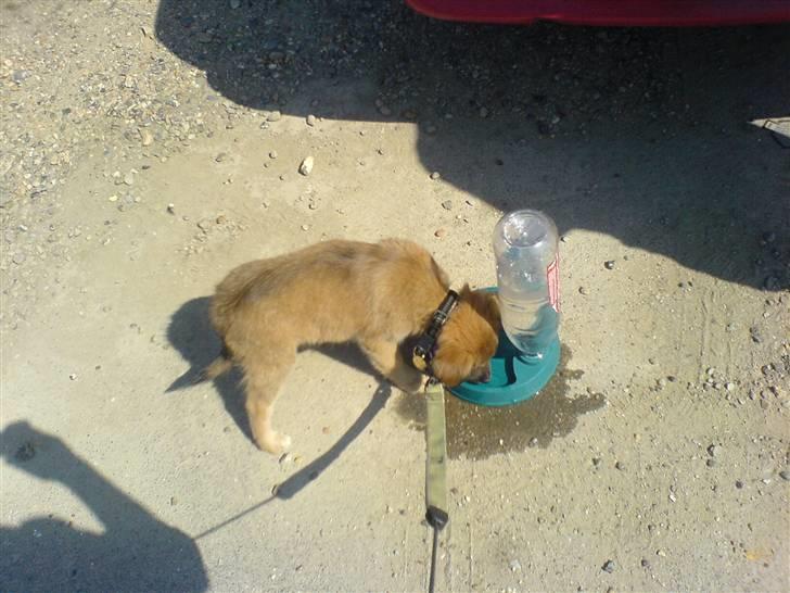 Blanding af racer dakota billede 3