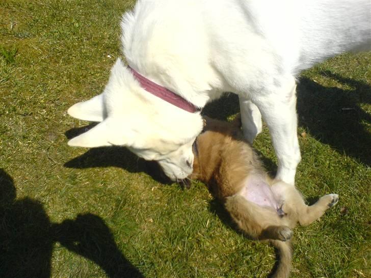 Blanding af racer dakota - dakotas og dyans første møde billede 4