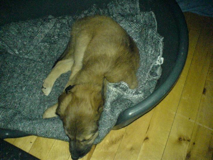 Blanding af racer dakota - jeg sover billede 5