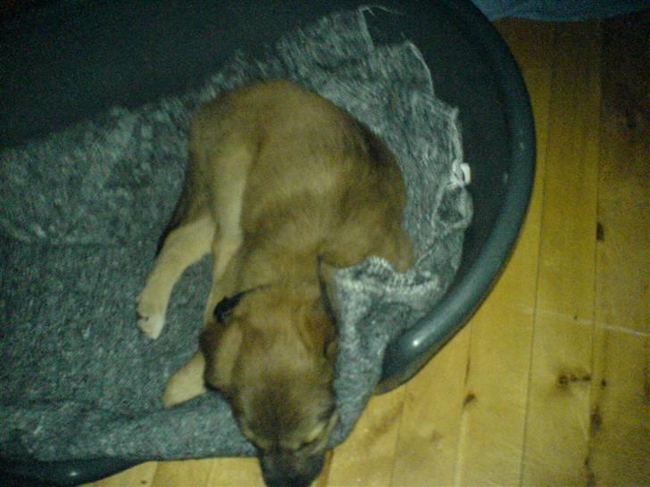 Blanding af racer dakota - dakota er blevet træt billede 6