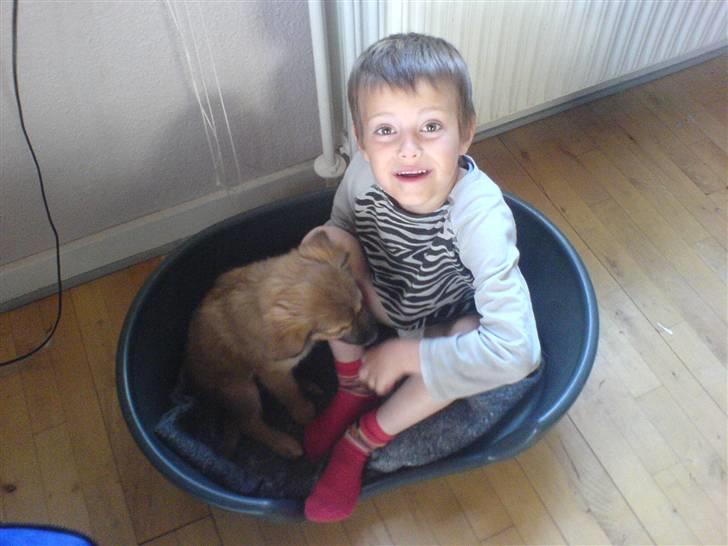 Blanding af racer dakota - dømt hygge billede 7