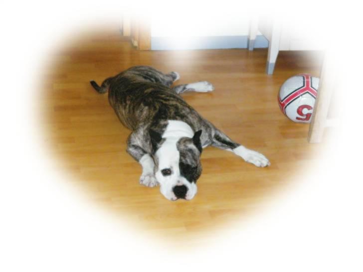 Amerikansk staffordshire terrier Mean  R.I.P billede 18