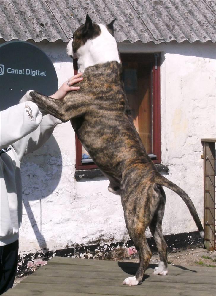 Amerikansk staffordshire terrier Mean  R.I.P - En stor flot dreng... billede 19