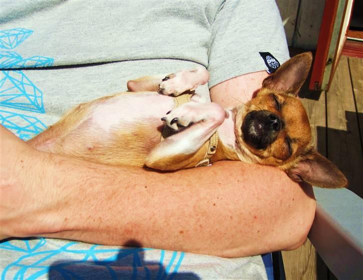Chihuahua *~ Shika ~* R.I.P - Gaaaaab, hvor er det hårdt at slikke sol.. Puuh ha´..!! ; )) billede 12