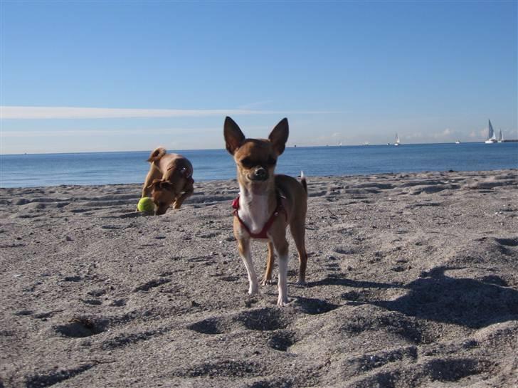 Chihuahua *~ Shika ~* R.I.P - "Hvad mener du med, at jeg har noget på næsen?" billede 13