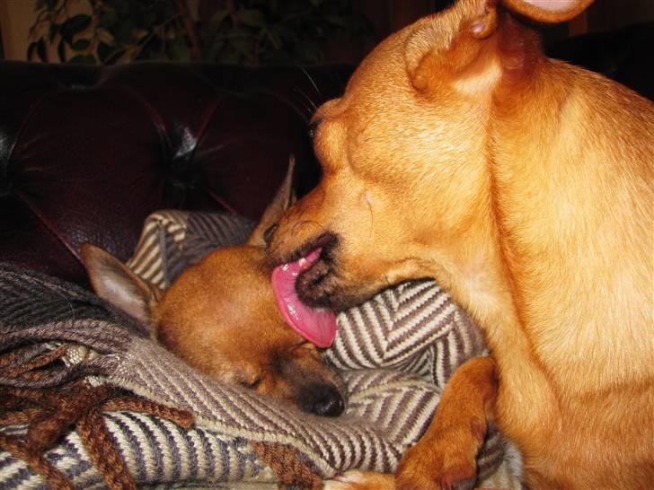 Blanding af racer Chihuahua/Dværgpinscher *~ Paya ~* R.I.P - Paya er den bedste og kærligste "storesøster", dét er helt sikkert! : ) billede 16
