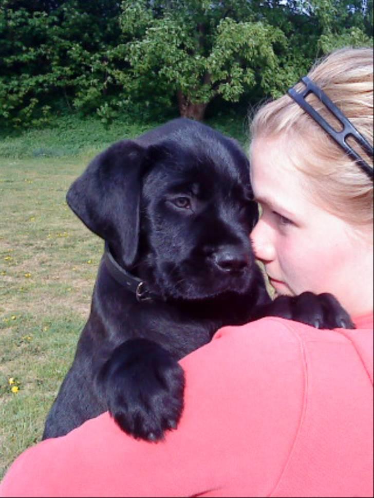 Blanding af racer Charlie billede 1