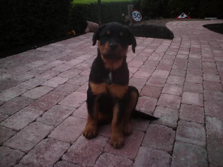 Rottweiler Armani - hvor sidder han flot billede 4
