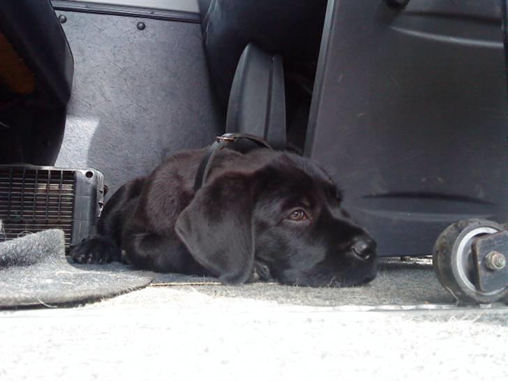 Blanding af racer Charlie billede 2