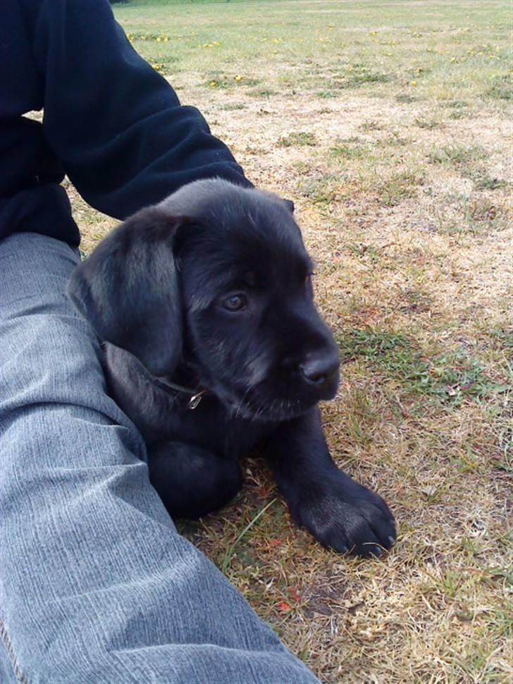 Blanding af racer Charlie billede 3