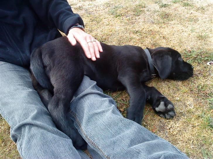 Blanding af racer Charlie billede 4