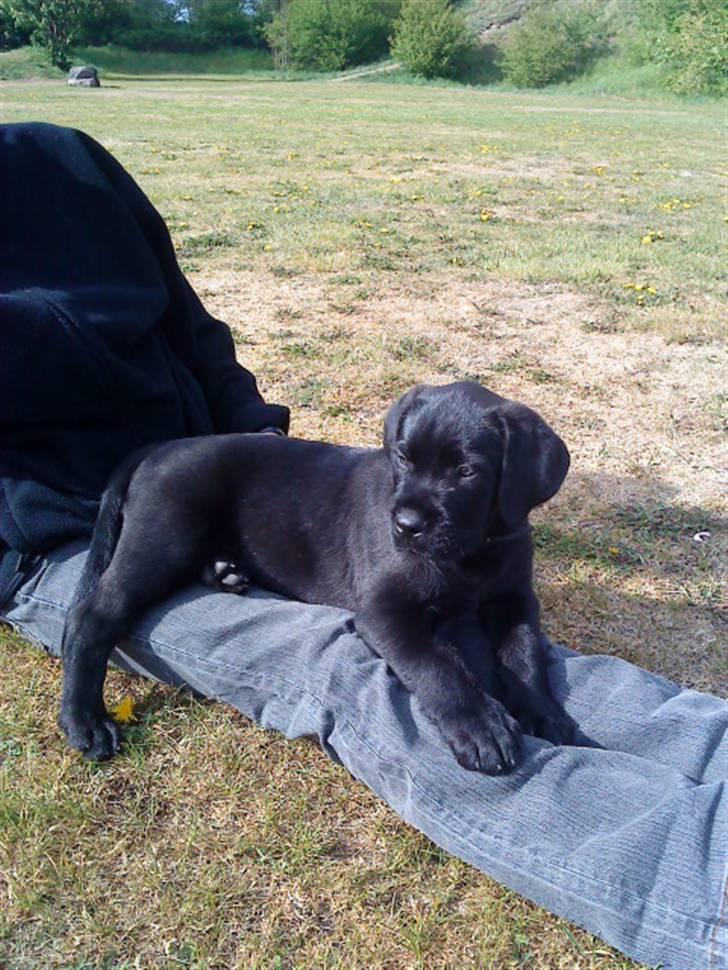 Blanding af racer Charlie billede 5