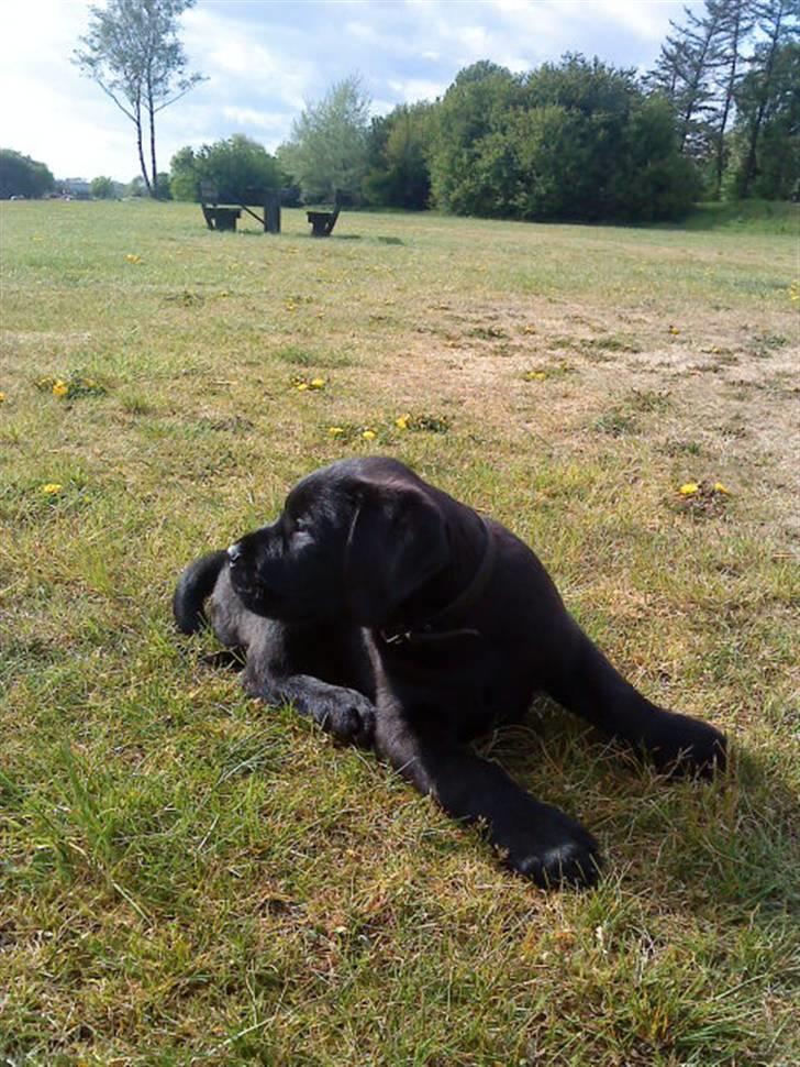 Blanding af racer Charlie billede 6