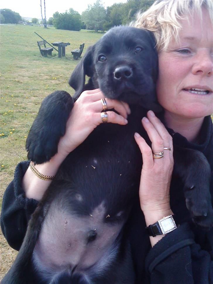 Blanding af racer Charlie billede 7