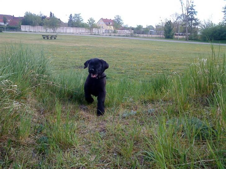 Blanding af racer Charlie billede 8