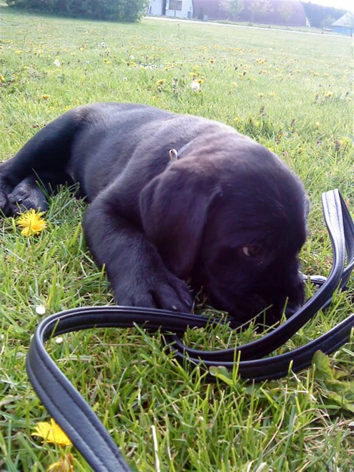 Blanding af racer Charlie billede 9