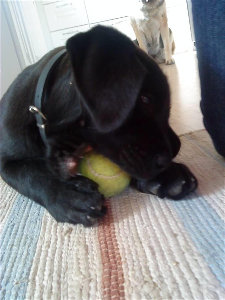 Blanding af racer Charlie billede 10