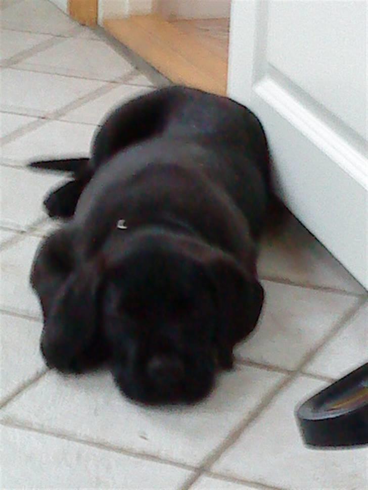 Blanding af racer Charlie billede 11