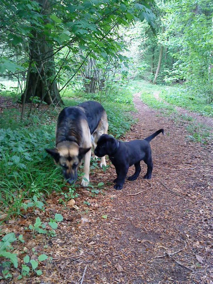 Blanding af racer Charlie billede 12