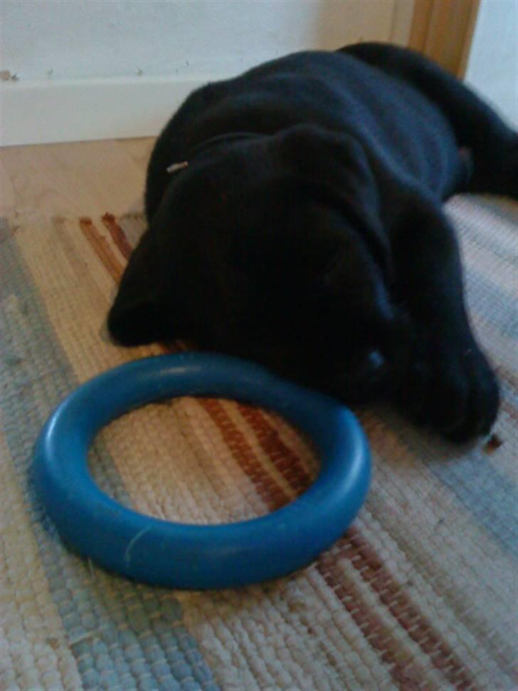 Blanding af racer Charlie billede 13