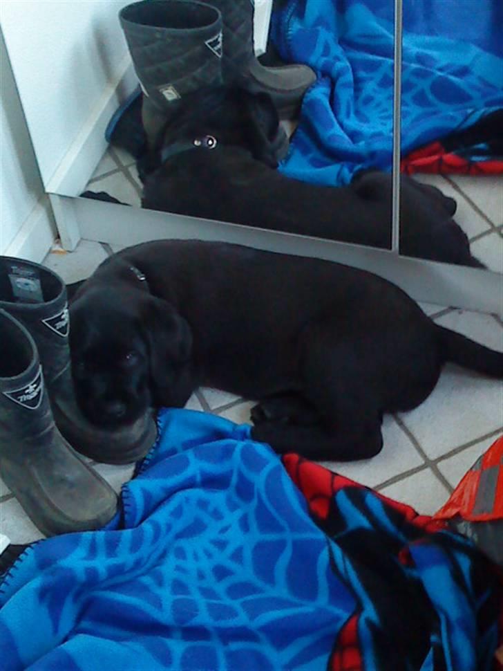 Blanding af racer Charlie billede 14