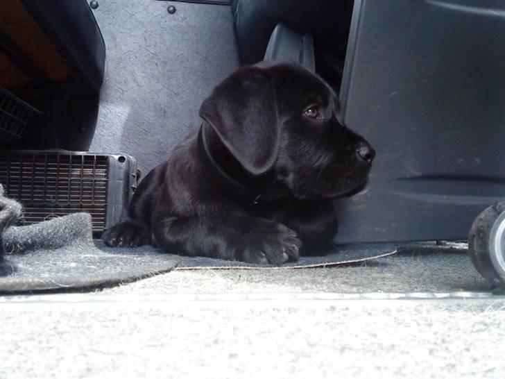 Blanding af racer Charlie billede 15