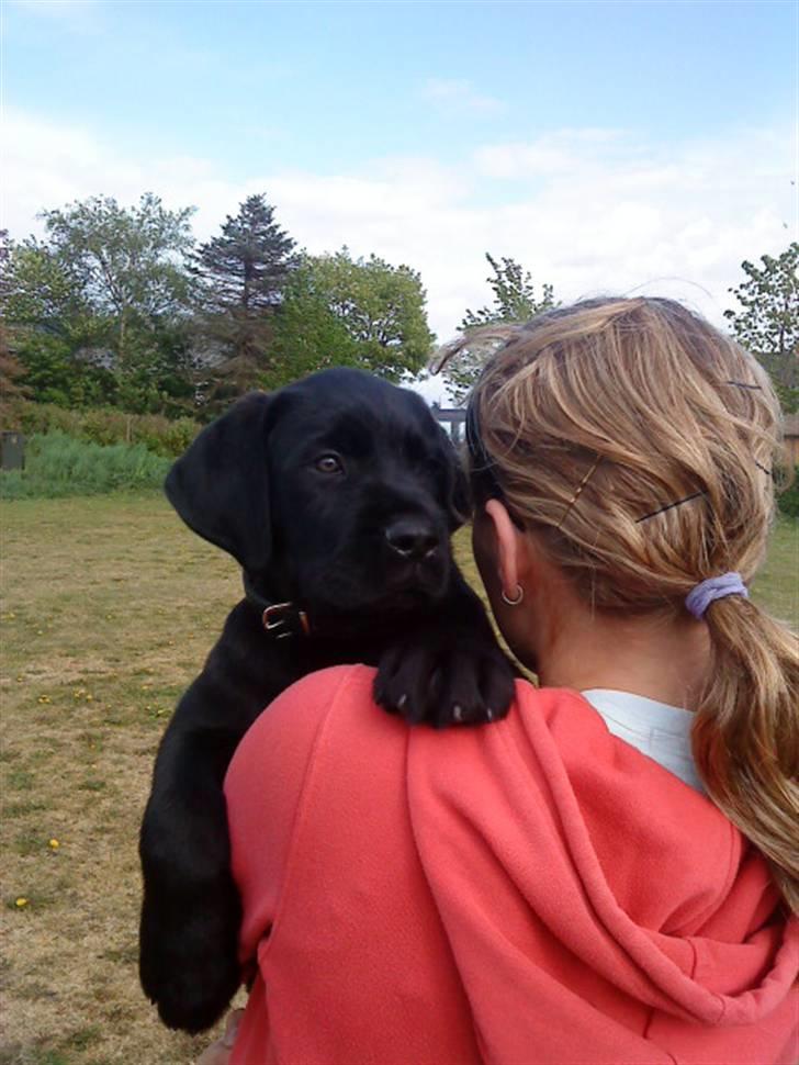 Blanding af racer Charlie billede 16