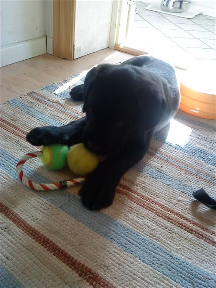 Blanding af racer Charlie billede 17