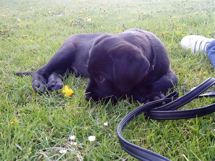 Blanding af racer Charlie billede 18