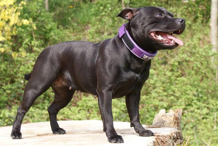 Staffordshire bull terrier Rosa billede 15