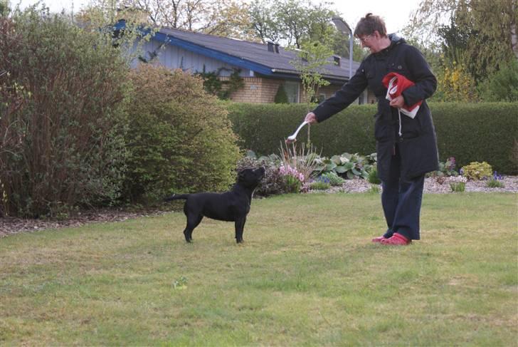 Staffordshire bull terrier Rosa billede 16