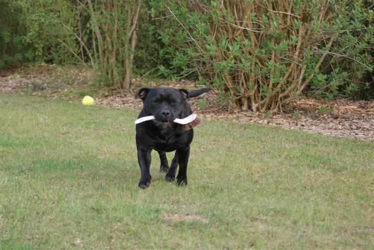 Staffordshire bull terrier Rosa billede 17