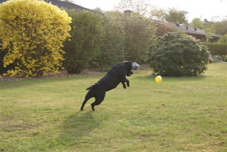 Staffordshire bull terrier Rosa billede 18