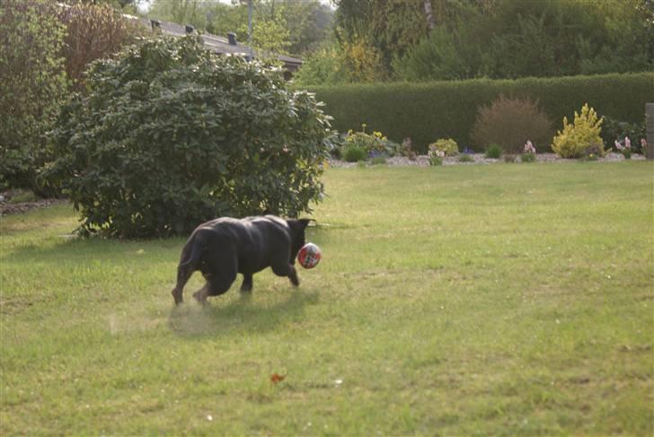 Staffordshire bull terrier Rosa billede 19