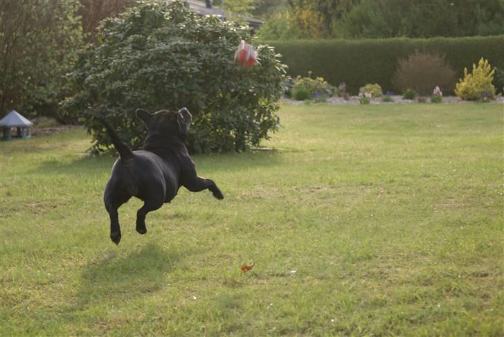 Staffordshire bull terrier Rosa billede 20