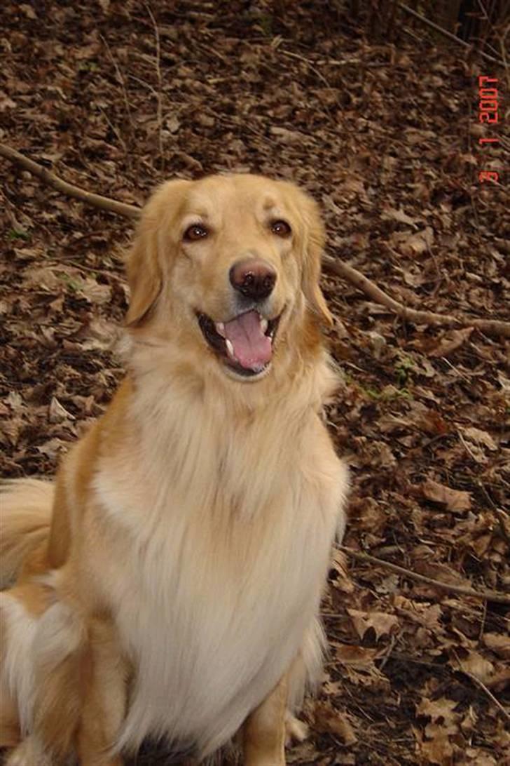 Hovawart Trine R.I.P billede 1